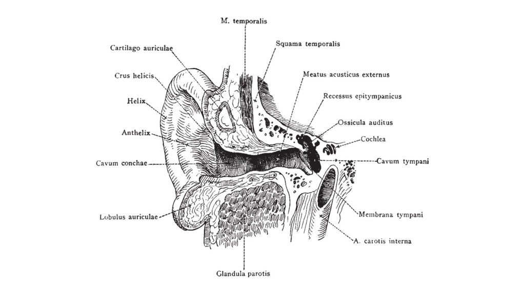 Aufbau des Ohrs