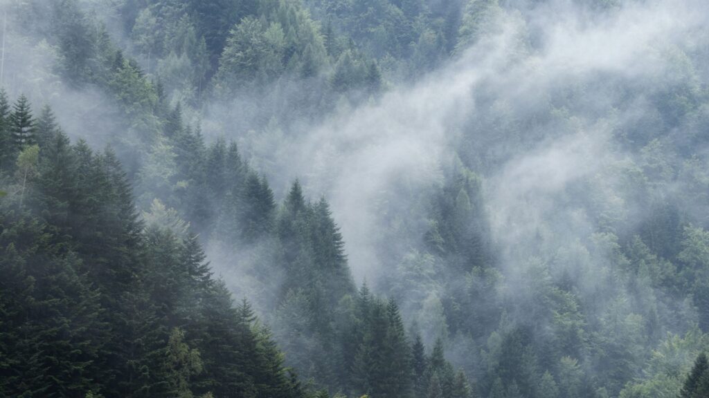 Nebliger kalter Wald