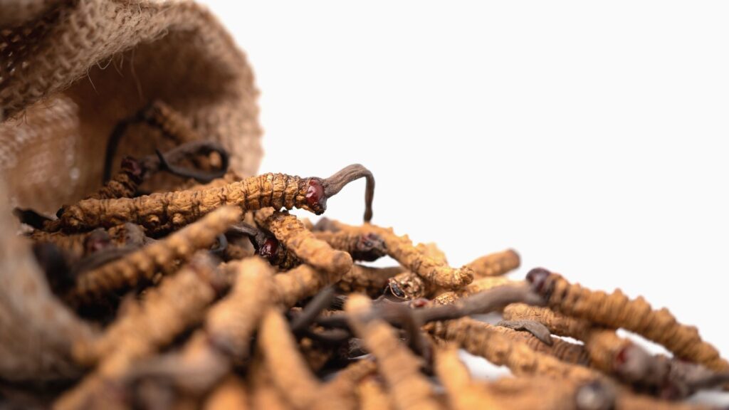 Cordyceps Vitalpilz - einer der Hauptwirkstoffe in der Fokus Produktlinie
