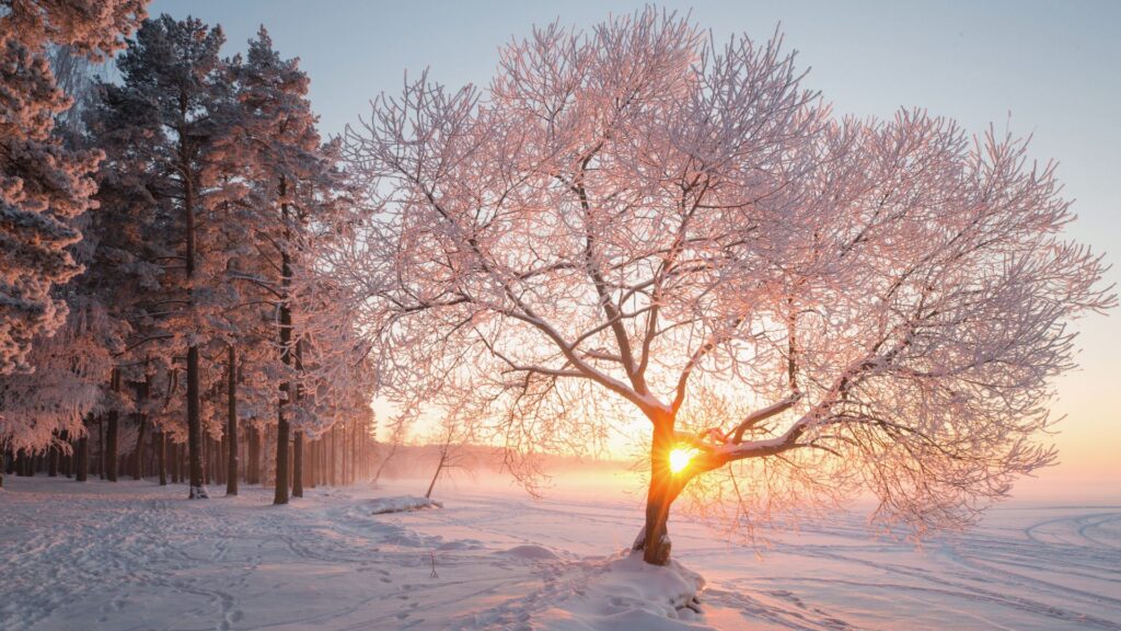 Verschneite Winterlandschaft mit Sonnenaufgang hinter einem vereisten Baum – Ruhe und Klarheit im Biohacking-Winter